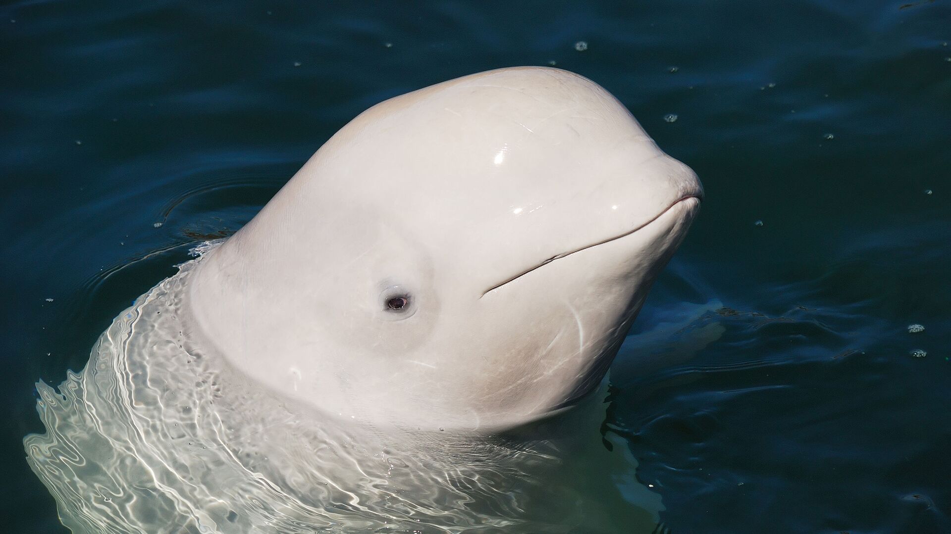الحوت الأبيض 