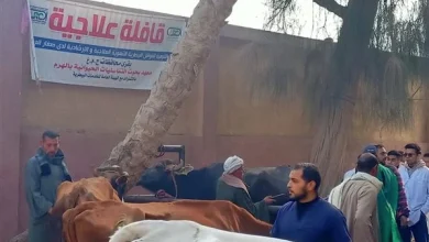 الهيئة العامة للخدمات البيطرية: فحص وعلاج 6 آلاف رأس ماشية مجانا فى بنى سويف 5