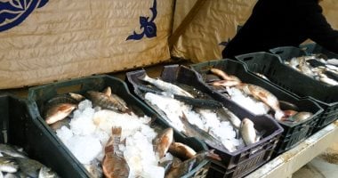 أسعار الأسماك