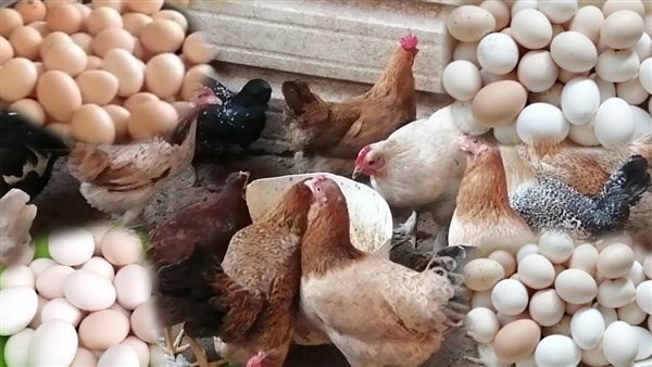 أسعار الدواجن