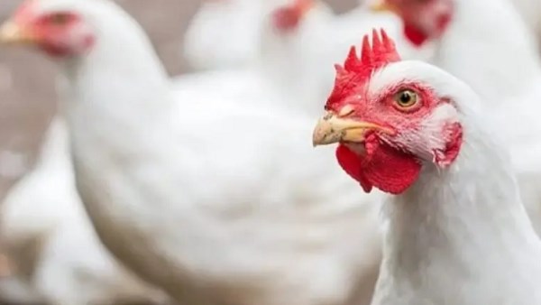 أسعار الفراخ اليوم