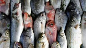 أسعار الأسماك اليوم