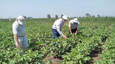 الصناعات الغذائية