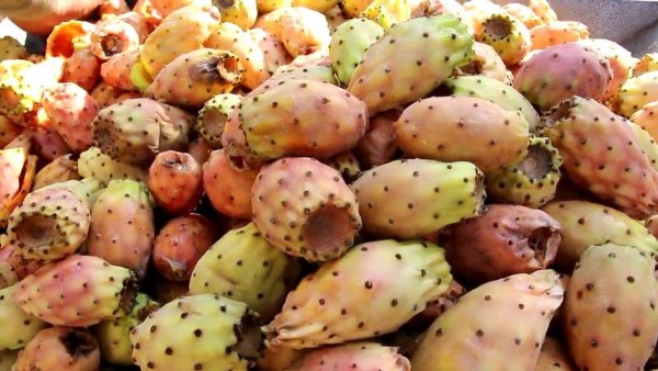 التين الشوكى