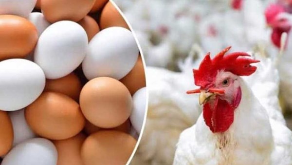 اسعار الفراخ والبيض