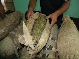 هيدرو وبانجو