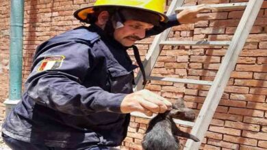 أمن المنوفية