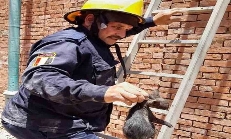 أمن المنوفية