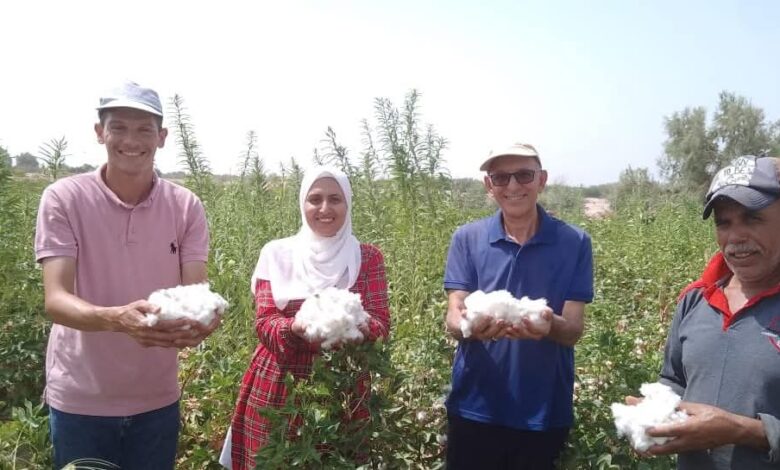 زراعة القطن