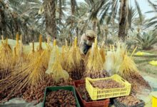 المجلس التصديري