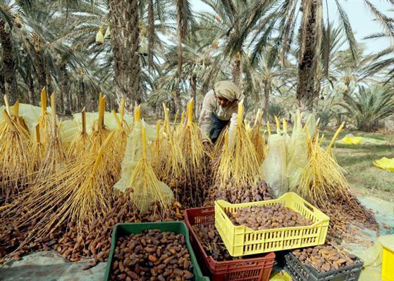 المجلس التصديري