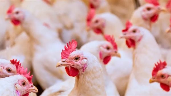 الفراخ البيضاء