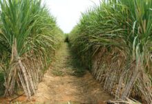 القابضة الغذائية