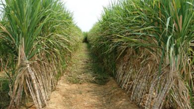 القابضة الغذائية