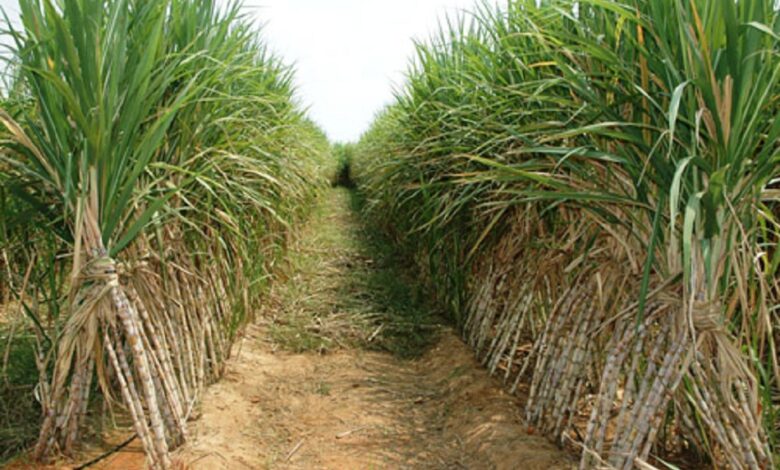 القابضة الغذائية