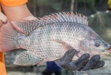 السمك البلطي