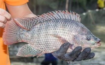 السمك البلطي