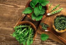 نبتة السريس