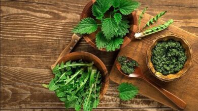 نبتة السريس