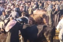 الأضحية