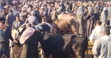 الأضحية