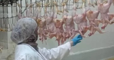 محافظ