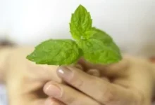 فوائد النعناع