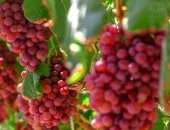 العنب