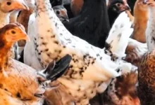 أسعار الدواجن