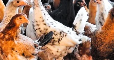 أسعار الدواجن