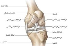 المفاصل