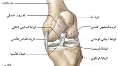 المفاصل