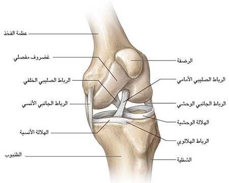 المفاصل