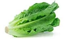 الخس