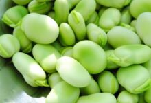 الفول الحراتى