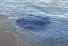 منال عوض