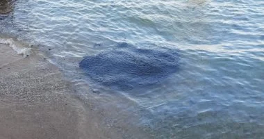 منال عوض