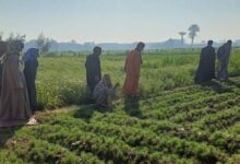 إنتاج النباتات الطبية