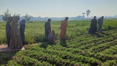 إنتاج النباتات الطبية