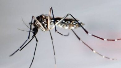 حمى الضنك