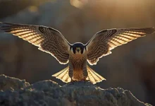 صقر