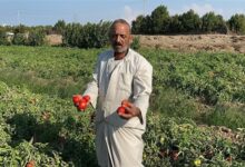 مجلس الوزراء