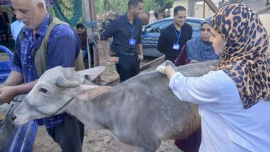 الطب البيطري